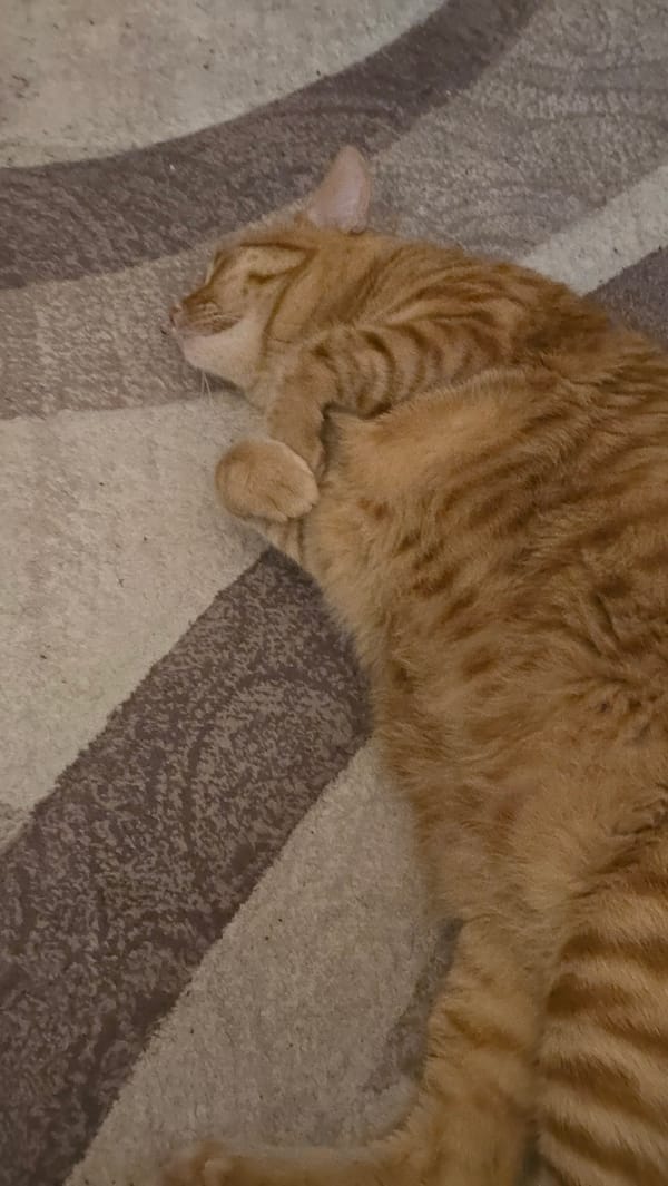 Orange tabby cat napping and lounging at home