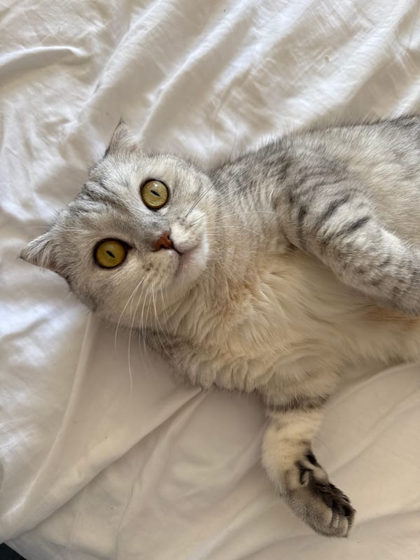 Silver tabby cat lounging on white bedsheets