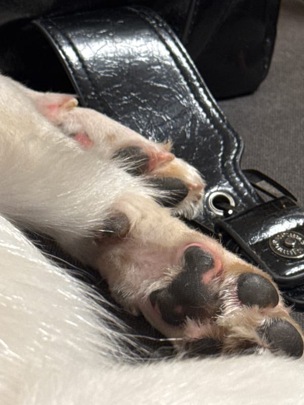 Indoor moments with dog and companions in Ramat Gan