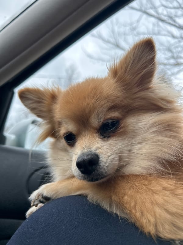 Small dog rests in car during travel in Bulgaria