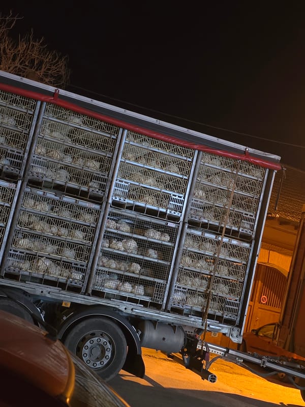 Chicken transport truck spotted in Samovodene, Bulgaria
