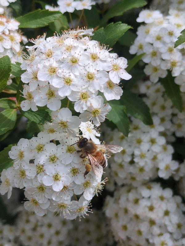 White flowering bush blooms along sidewalk in Seodae-ri