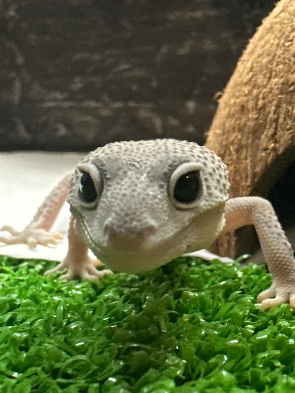 Leopard gecko explores its enclosure, from grass to coconut hide