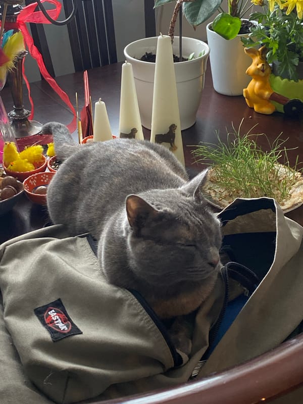 Quiet domestic moments with cats and flowers in Björklinge