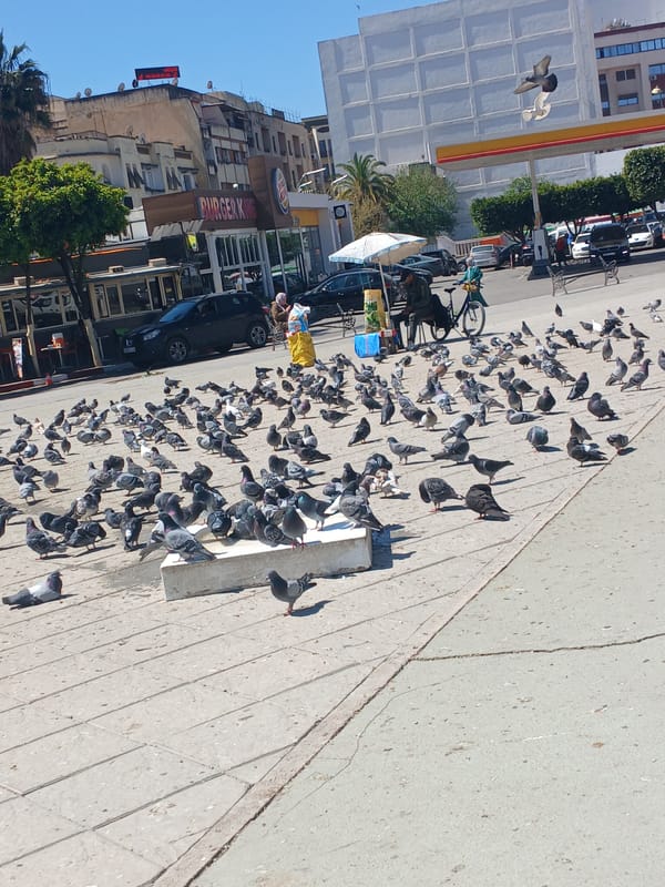 Large flock of pigeons gathers in Meknes street square