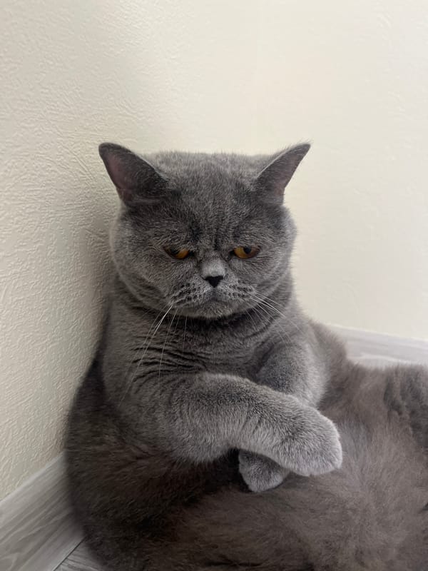 Grey British Shorthair cat observed lounging and grooming indoors