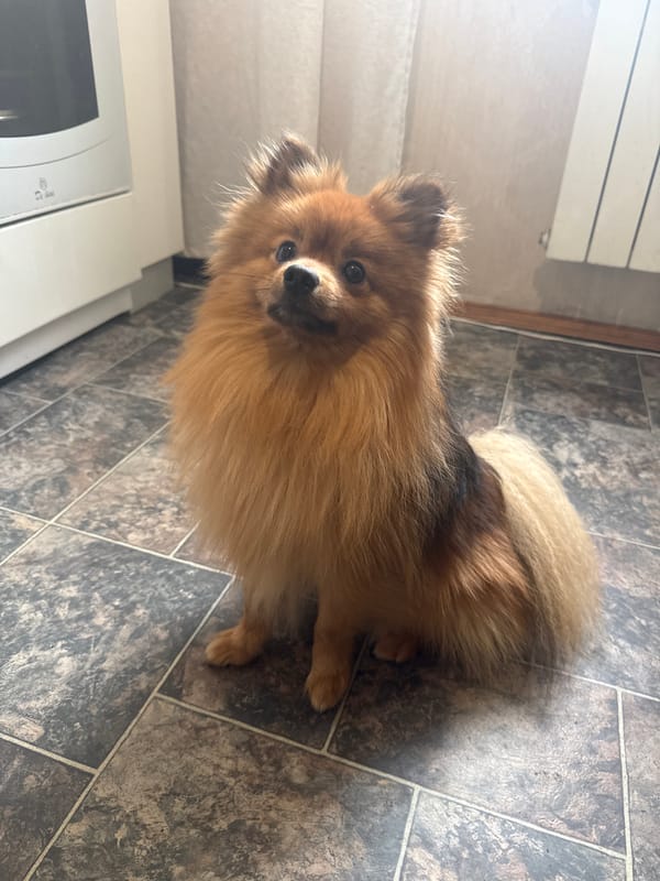 Pomeranian dog photographed in early morning Khimki session