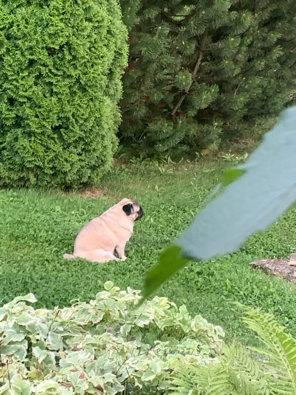Pug explores streets and green spaces in Sergeevo