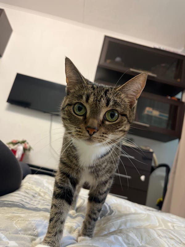 Tabby cat at home in Tolyatti, with glimpses of the neighborhood outside