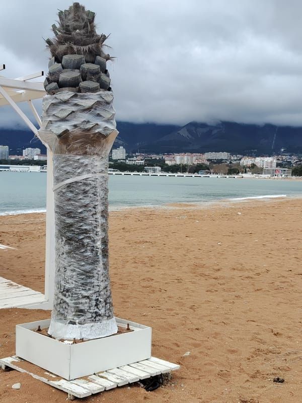 Wrapped palm tree spotted on Gelendzhik beach during overcast day