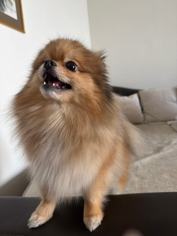 Pomeranian dog rests on cushions in Tbilisi home