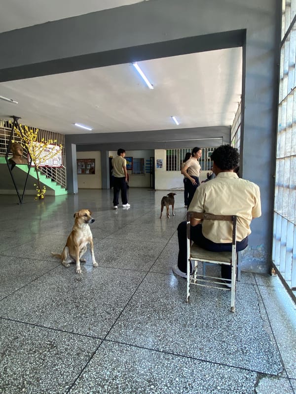Dogs and students share a laid-back afternoon at school