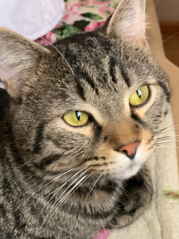 Tabby cat lounges by the window, very unbothered