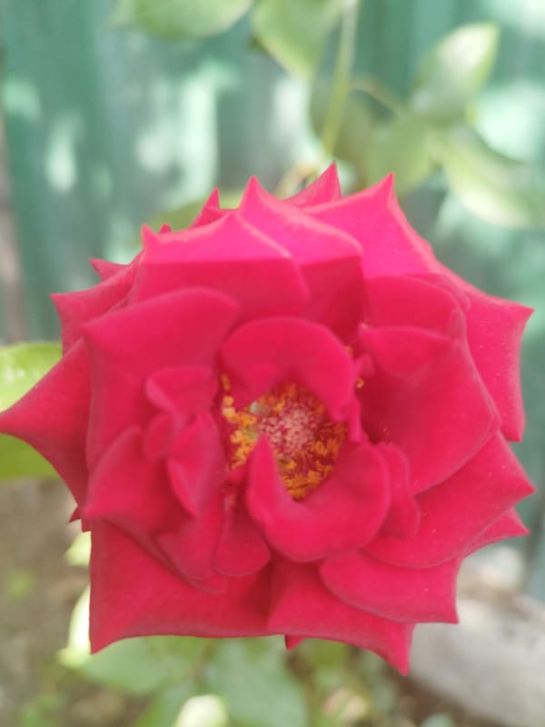 Close-up floral photography across several blooming flowers