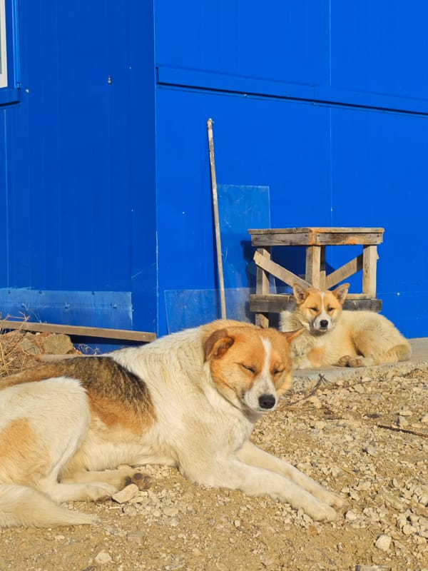 Dogs rest outside blue building in Russia