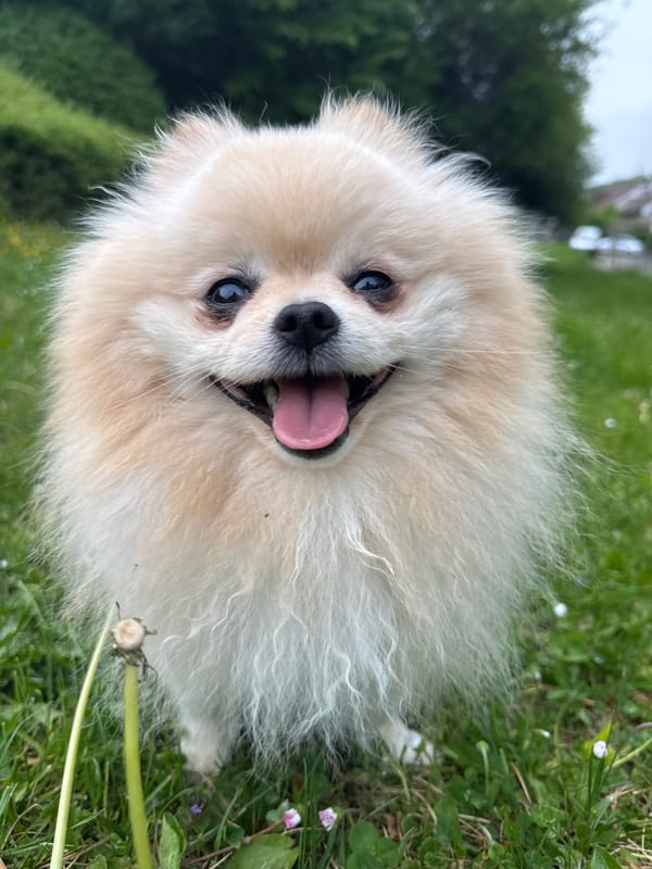 Pomeranian Dog Enjoys Evening Playtime in German Town Park