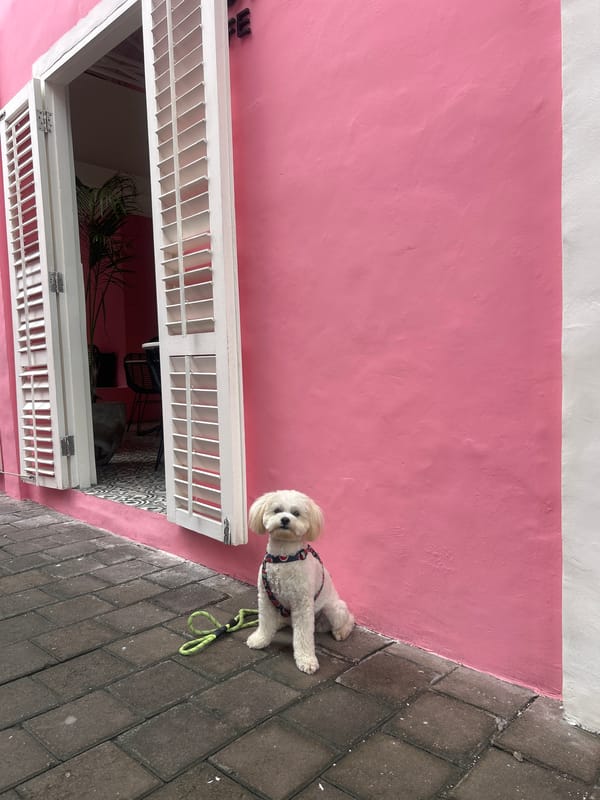 Woman and Maltese dog visit pink cafe in Kuta