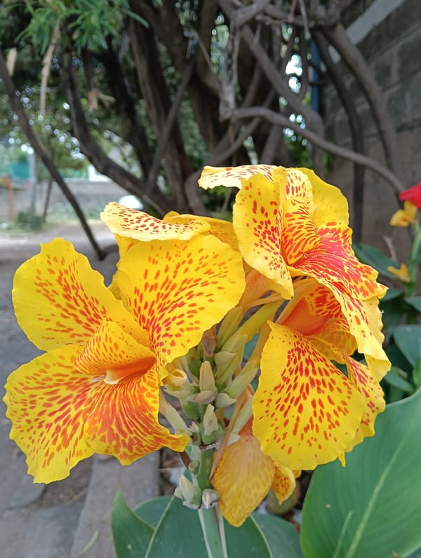 Colorful Canna lily blooms captured in Nairobi morning