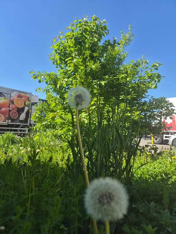 Spring dandelions and workshop activity observed in Leudelange