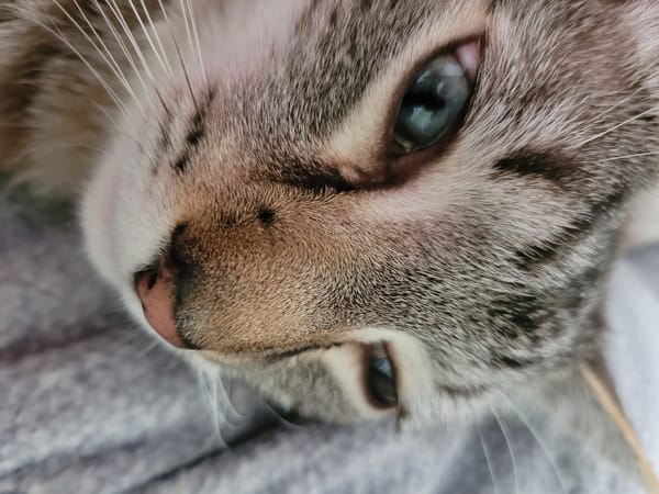 Lazy afternoon with a tabby cat in Kyiv apartment