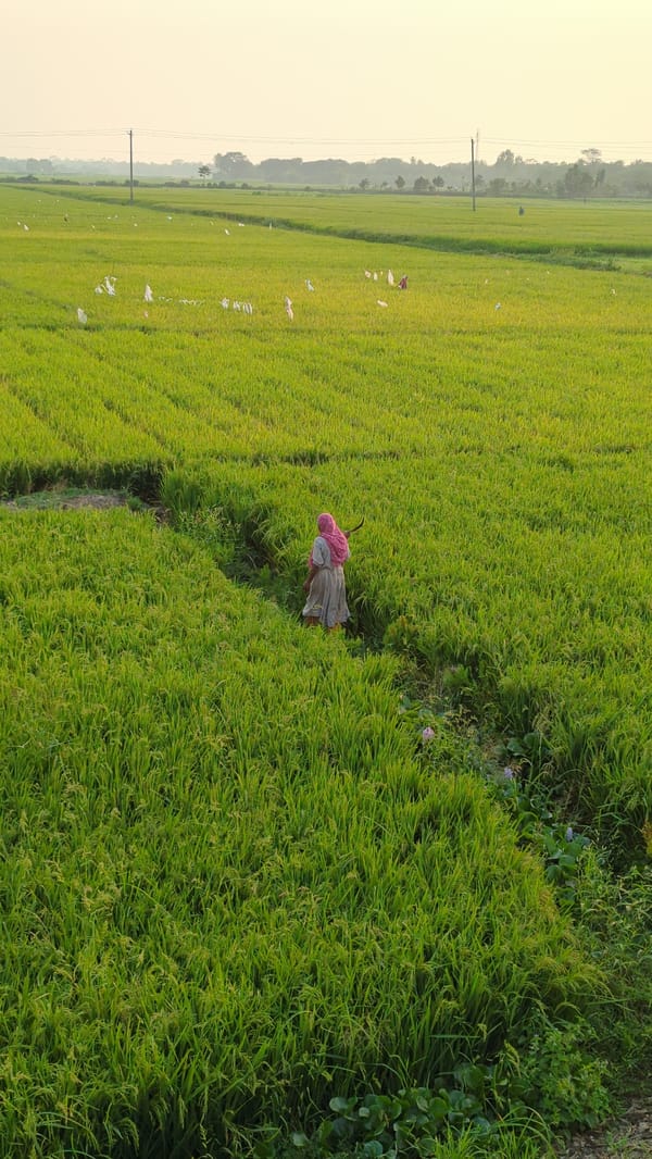 Rural life documented in Beshnaddy rice fields, Bangladesh