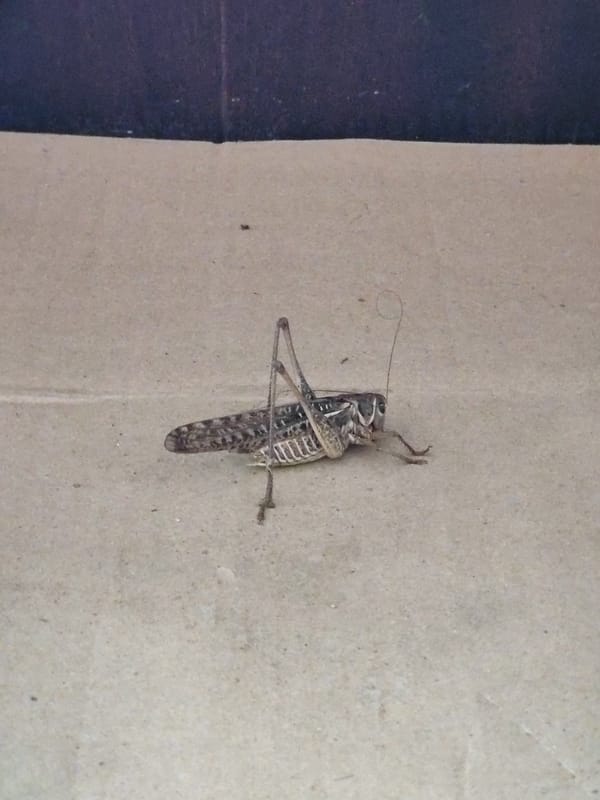 Grasshopper on concrete, Tervel, Bulgaria