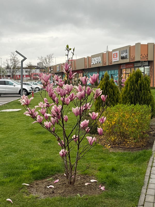Spring magnolia blooms captured in Dobrich, Bulgaria