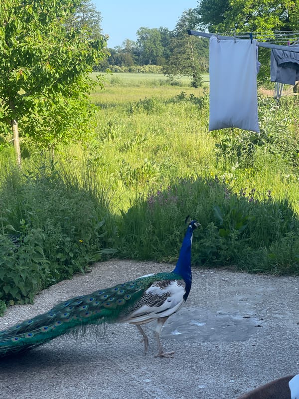 Peacocks Display Around Residential Property in Ashford