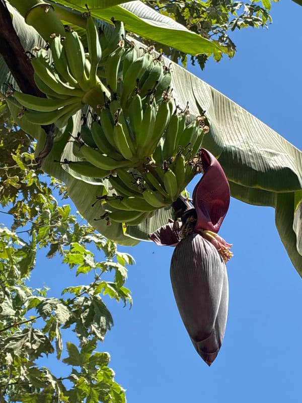 Street scenes and local details from a sunny Alanya morning