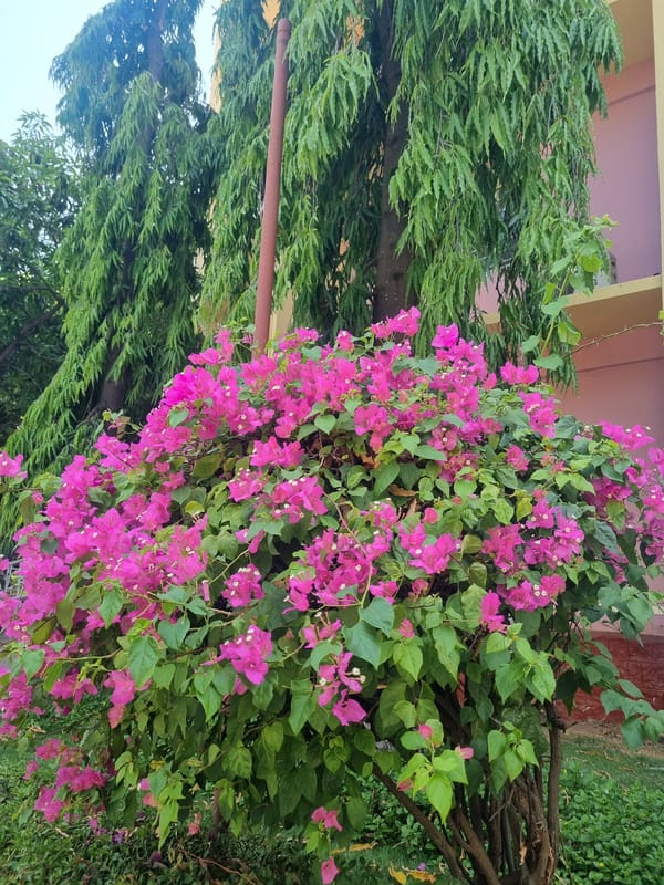 Morning tea service and local sights documented in Puttaparthi