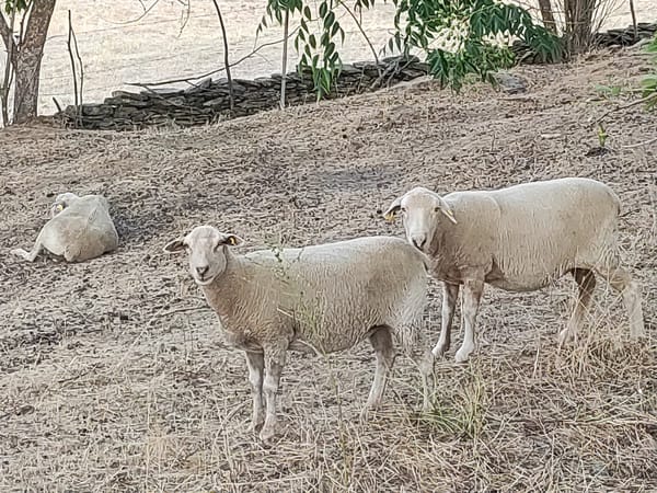 Sheep and sunsets on a warm evening in Alcántara