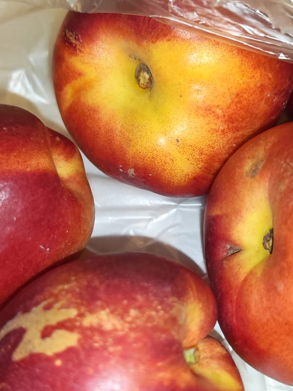 Fresh nectarines and homemade pie in Bataysk