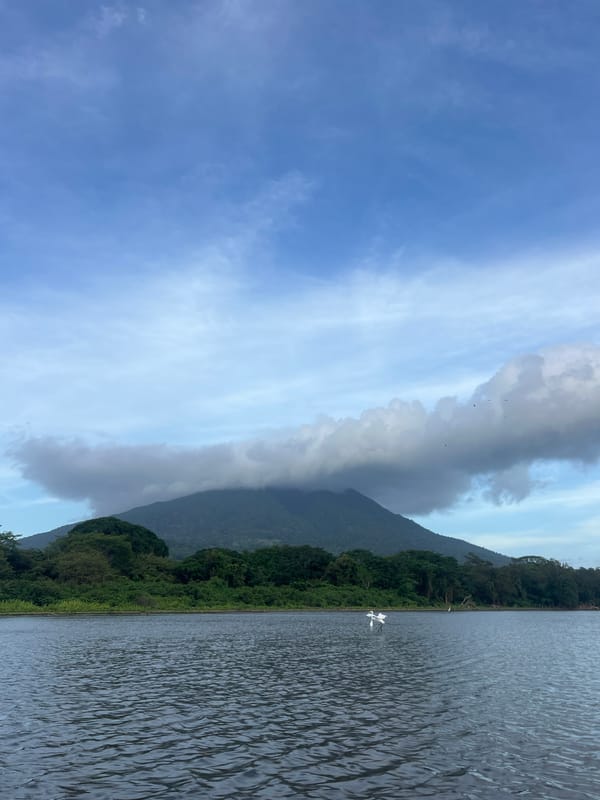 Great egrets at the lakeside, Altagracia, Nicaragua