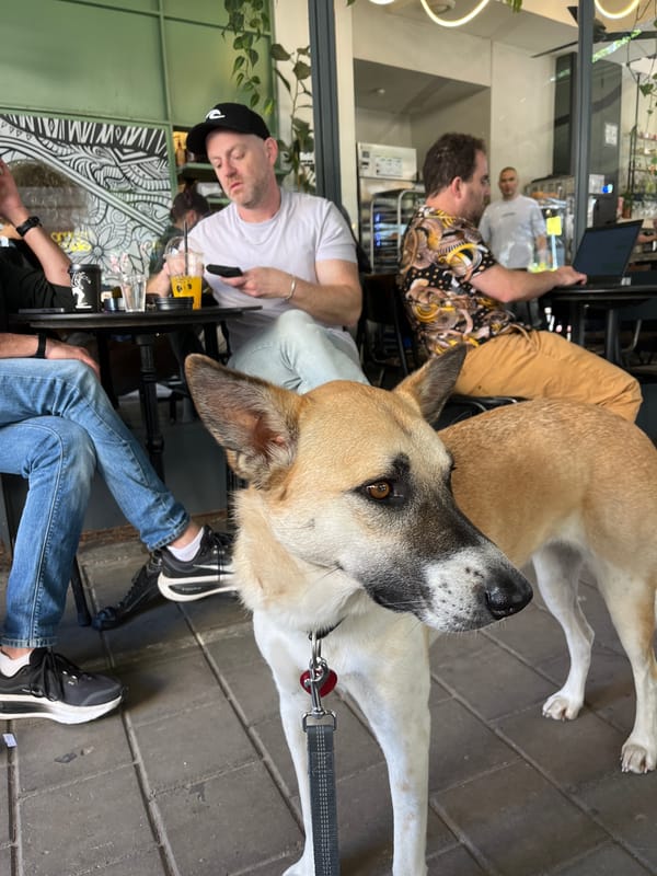 Dog rests beside patron at Tel Aviv outdoor cafe