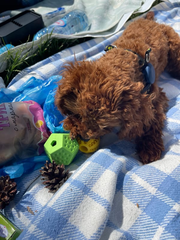 Friends picnic with poodle puppies in Sofia park