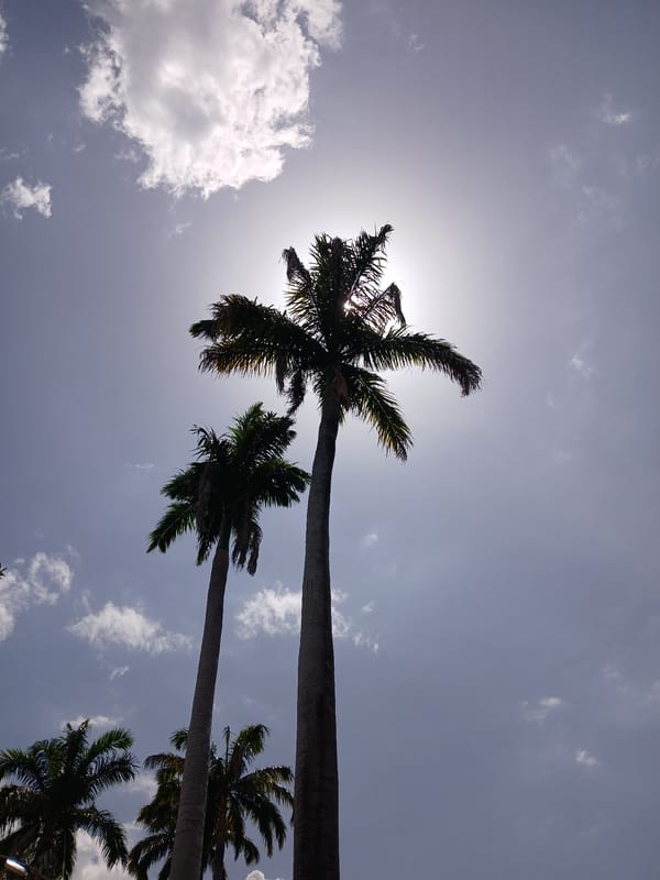 Palm trees photographed against bright sky in Ciudad Guayana
