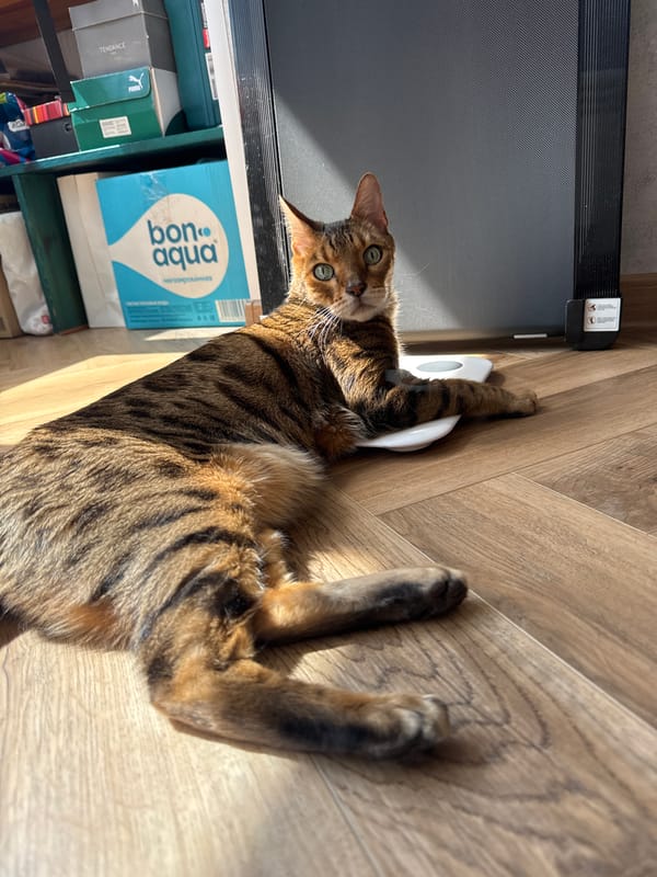 Brown tabby cat spotted lying playfully on wooden floor