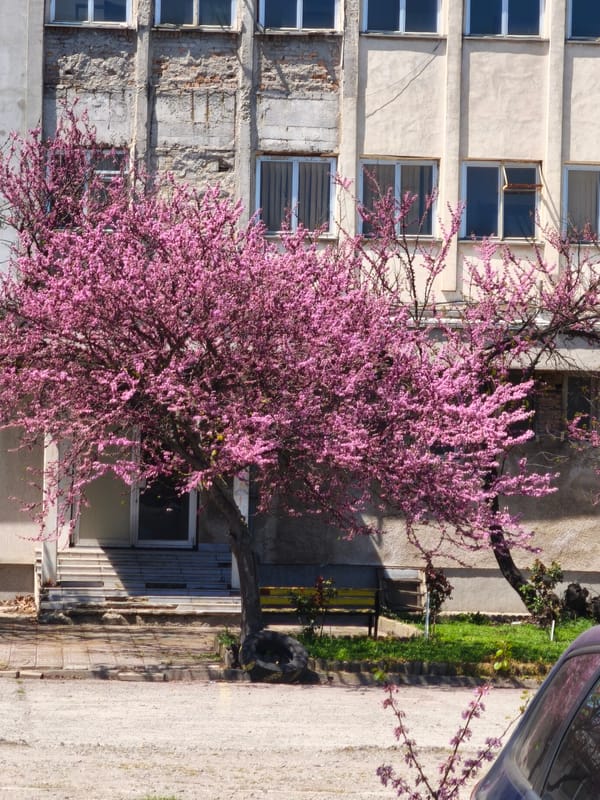 Spring blooms amid urban decay in Burgas, Bulgaria