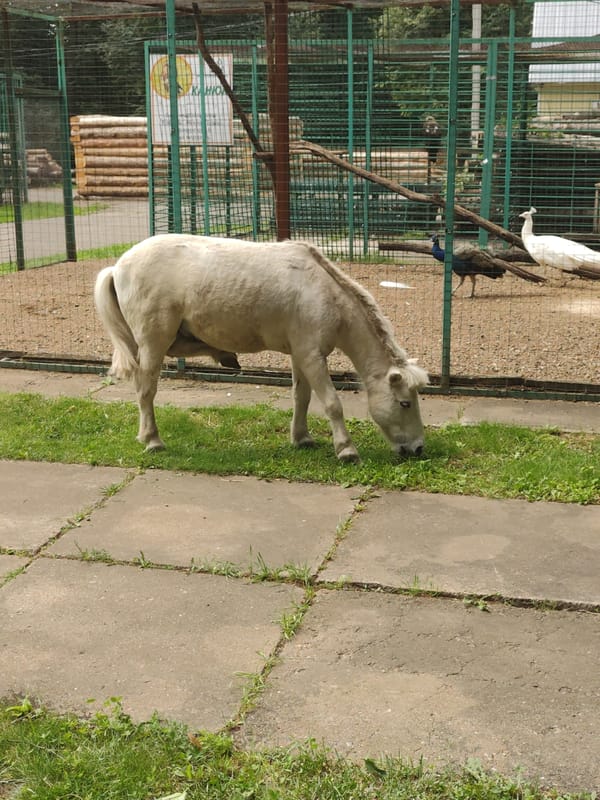 A quiet morning at a zoo or animal sanctuary