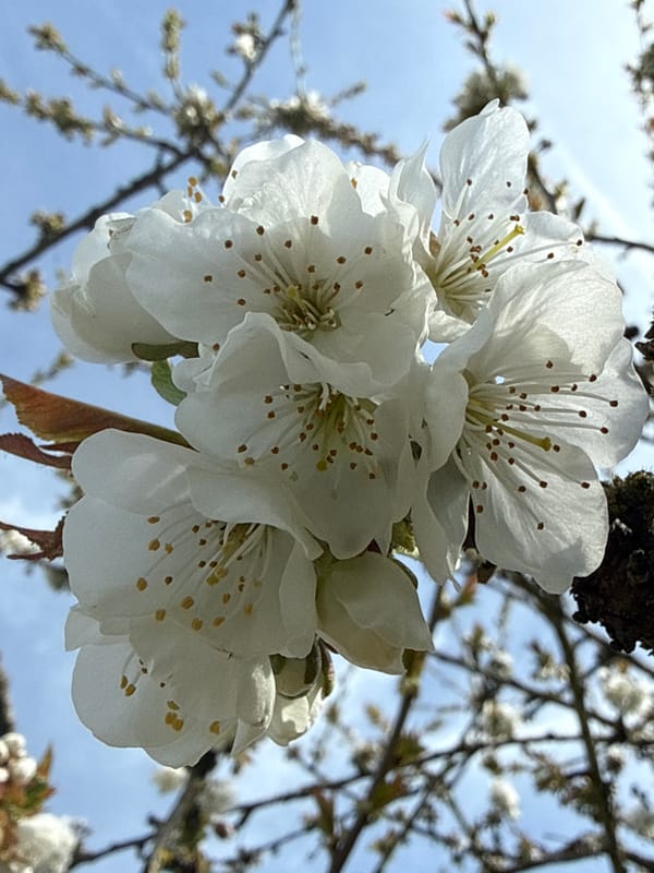 Spring morning activities documented across Junglinster, Luxembourg