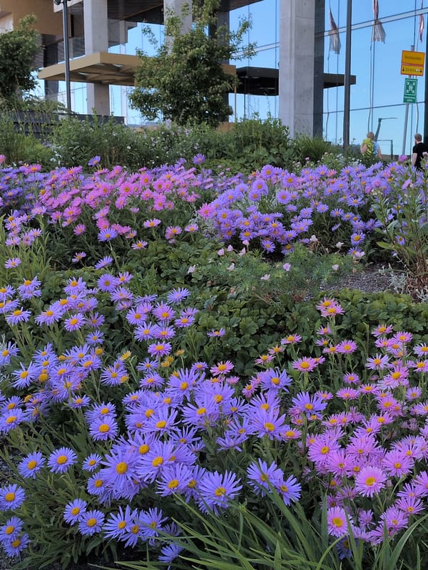 Helsinki residents document sunny afternoon scenes across city center