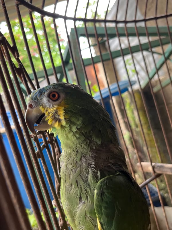 Caged green parrot up close in Tinaquillo, Venezuela