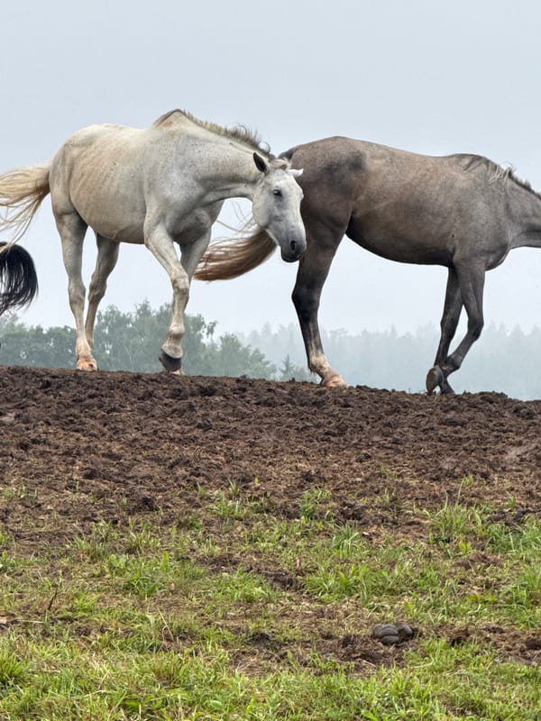 Horses graze and rest across foggy Lithuanian fields