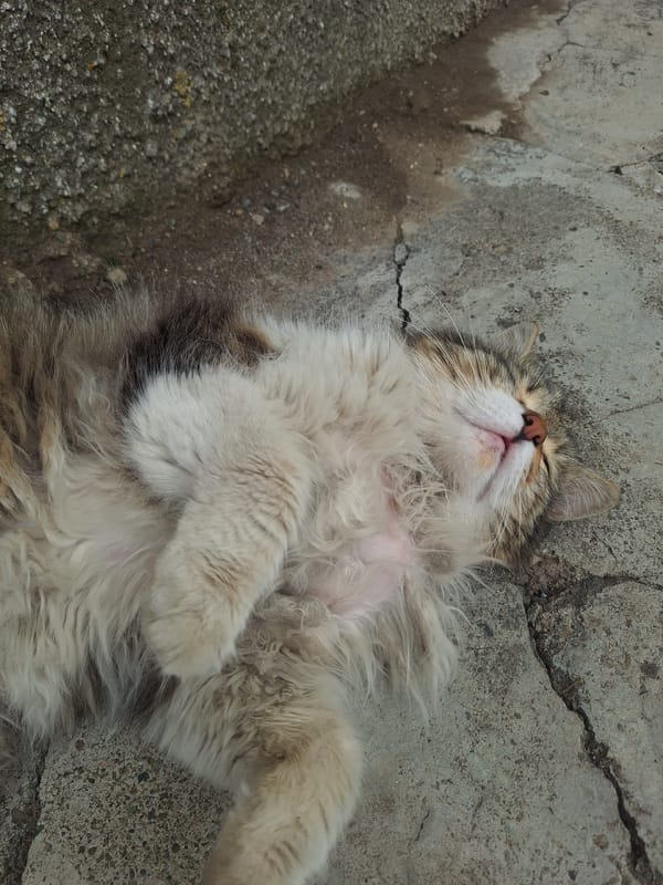 Cat rests near blooming apple blossoms in Gyumri