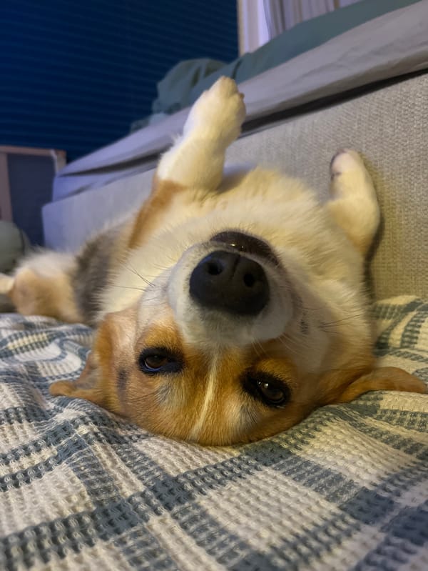 Evening domestic moments with corgi and self-care routines captured