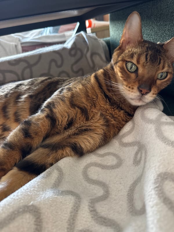 Bengal cat with green eyes resting on soft blankets