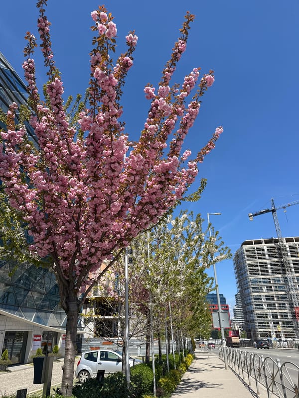 Spring blooms brighten Sofia's cityscape with cherry blossoms