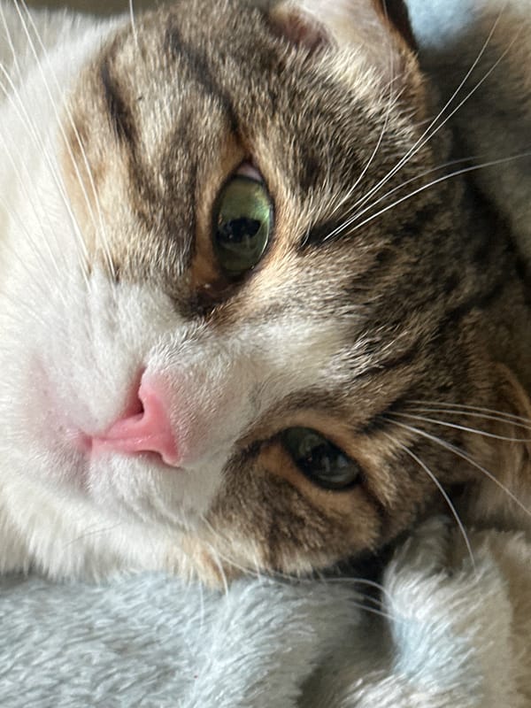 Cats and dog caught napping indoors in Zelenograd