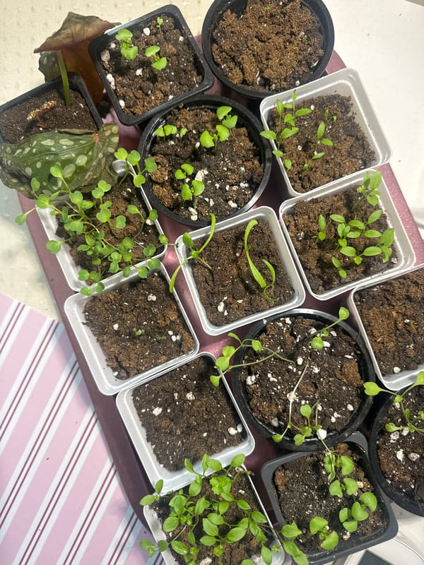 Indoor plant collection documented in Krasnoyarsk home early morning