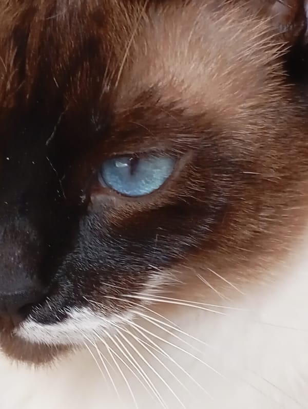 Siamese cat up close in Batumi, blue eyes and mid-groom